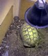 Indoor nesting site with deep soil - click to enlarge